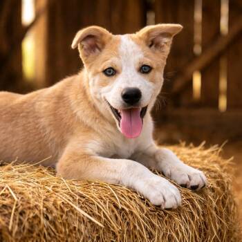 Labrador Retriever and Cattle Dog Dogs Available for Adoption in Apache Junction, Arizona - Grandview | PetCurious
