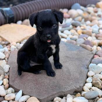 MJ -  Labrador Retriever Dog for Adoption in Waxhaw, North Carolina - MJ | PetCurious