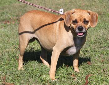 Rescue Puggle Dogs for Adoption in Marietta, Ohio - Sparrow | PetCurious