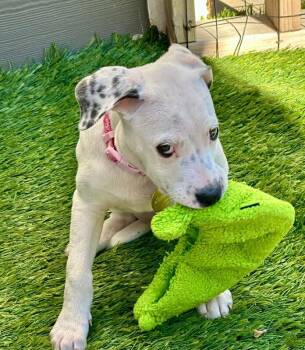 Faith -  Cattle Dog and Mixed Breed Dog for Adoption in Fort Collins, Colorado - Faith | PetCurious