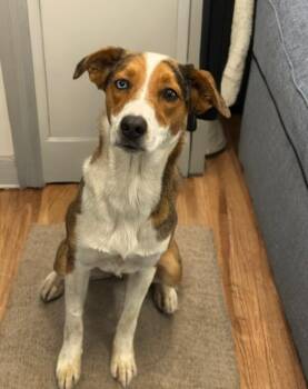 Australian Shepherd and Border Collie Dogs Available for Adoption in Lake Forest, California - Winnie (Courtesy Post) | PetCurious