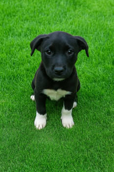 Rescue Hound and Terrier Dogs for Adoption in Carrollton, Virginia - Octavia | PetCurious