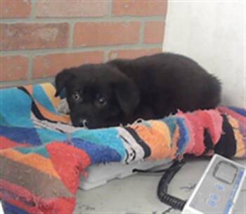German Shepherd Dog and Mixed Breed Dogs Available for Adoption in Houston, Texas - A2072386 | PetCurious