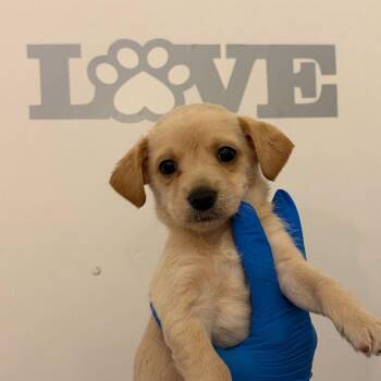 Labrador Retriever Dogs Available for Adoption in Edinburg, Texas - Sammy | PetCurious