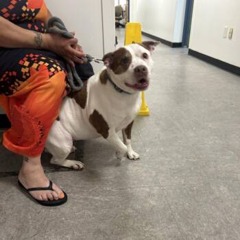 Coco Myers -  Mixed Breed Dog for Adoption in Philadelphia, Pennsylvania - Coco Myers | PetCurious