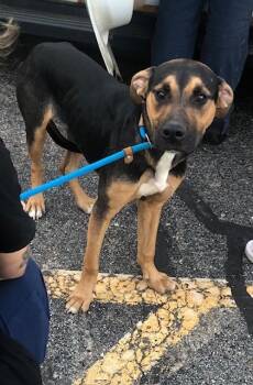 Rescue Mixed Breed Dogs for Adoption in Allegan, Michigan - Minion | PetCurious