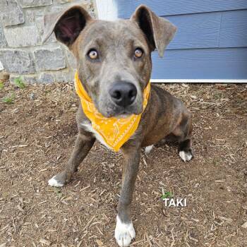 Taki -  Shepherd and Pit Bull Terrier Dog for Adoption in Madisonville, Tennessee - Taki | PetCurious