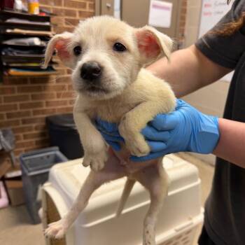 Baron -  Terrier Dog for Adoption in Birmingham, Alabama - Baron | PetCurious