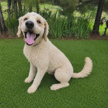 Poodle Dogs Available for Adoption in Foley, Alabama - Lainey | PetCurious