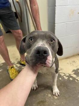 Melanie -  Pit Bull Terrier and Mixed Breed Dog for Adoption in West Memphis, Arkansas - Melanie | PetCurious