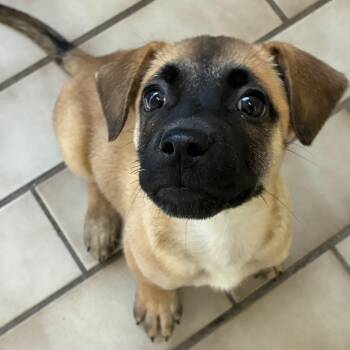 Cinnamon -  Hound Dog for Adoption in Tulsa, Oklahoma - Cinnamon | PetCurious