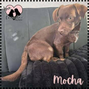 Chiweenie Dogs Available for Adoption - Mocha | PetCurious