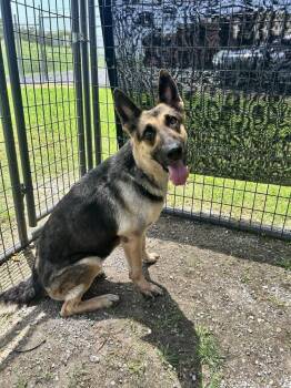 Shellie -  German Shepherd Dog Dog for Adoption in Scott, Louisiana - Shellie | PetCurious