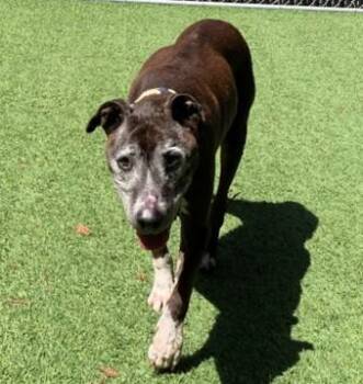 Pit Bull Terrier Dogs Available for Adoption in San Jose, California - BUNDLEZ | PetCurious