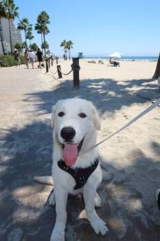 Maxx -  Yellow Labrador Retriever Dog for Adoption in Carlsbad, California - Maxx | PetCurious