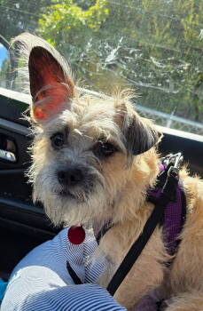 Rescue Cairn Terrier and Terrier Dogs for Adoption in Tenafly, New Jersey - Nugget | PetCurious
