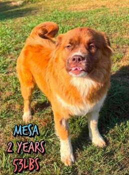 MESA -  Mixed Breed Dog for Adoption in Holbrook, New York - MESA | PetCurious