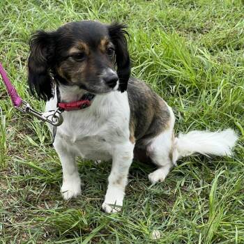 Dachshund Dogs Available for Adoption in Mount Pleasant, Texas - Rosey II | PetCurious