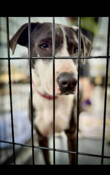 Faith -  Mixed Breed Dog for Adoption in Livingston, Texas - Faith | PetCurious