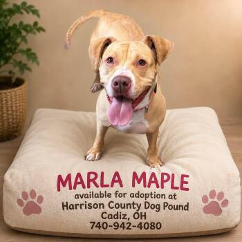 MARLA MAPLES -  Pit Bull Terrier Dog for Adoption in Cadiz, Ohio - MARLA MAPLES | PetCurious