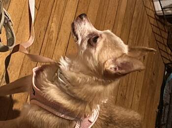 Chihuahua Dogs Available for Adoption in Baldwin, New York - Pixie/Chi | PetCurious
