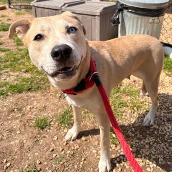 Mixed Breed Dogs Available for Adoption in Philadelphia, Pennsylvania - Rena | PetCurious
