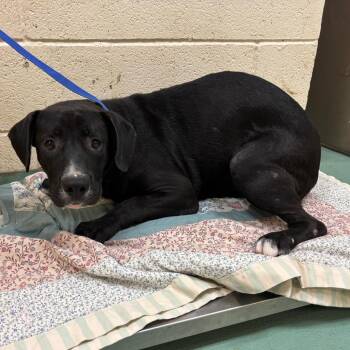 Totter -  Mixed Breed Dog for Adoption in Memphis, Tennessee - Totter | PetCurious