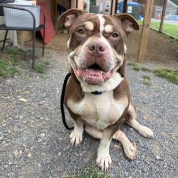 POLO -  Pit Bull Terrier Dog for Adoption in Hagerstown, Maryland - POLO | PetCurious