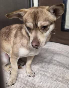Chihuahua Dogs Available for Adoption - Pen 221c | PetCurious