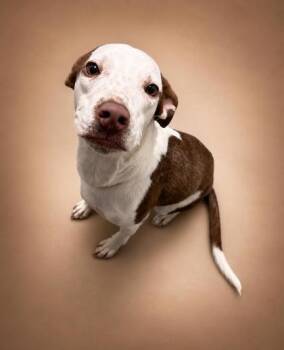 Red -  Pit Bull Terrier and Mixed Breed Dog for Adoption in Bowling Green, Kentucky - Red | PetCurious