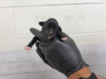 SAGE -  Pit Bull Terrier and Mixed Breed Dog for Adoption in San Bernardino, California - SAGE | PetCurious