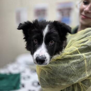 Border Collie Dogs Available for Adoption in Incline Village, Nevada - Karoo | PetCurious