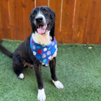 Rescue Border Collie Dogs for Adoption in Saint George, Vermont - Zeke | PetCurious