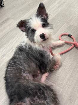 Piper -  Terrier Dog Available for Adoption in New Bern, North Carolina - Piper | PetCurious