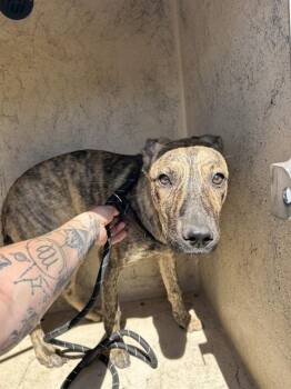 Dutch Shepherd Dogs Available for Adoption in Oklahoma City, Oklahoma - A475066 | PetCurious