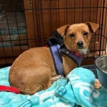 Georgina -  Chihuahua Dog for Adoption in Albuquerque, New Mexico - Georgina | PetCurious