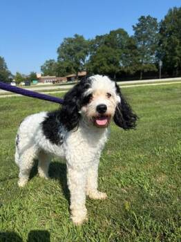 Bailey -  Miniature Poodle Dog for Adoption in Urbana, Illinois - Bailey | PetCurious