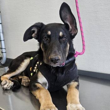 Blossom -  Mixed Breed Dog for Adoption in Las Cruces, New Mexico - Blossom | PetCurious