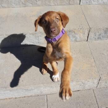 Bella -  Shepherd and Mixed Breed Dog for Adoption in Bend, Oregon - Bella | PetCurious
