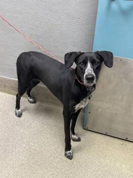Rescue German Shorthaired Pointer Dogs for Adoption in Las Vegas, Nevada - CARNATION | PetCurious