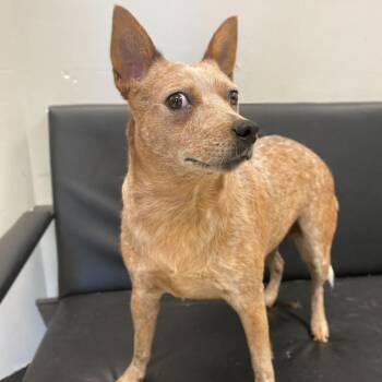 Mixed Breed Dogs Available for Adoption - Penny | PetCurious