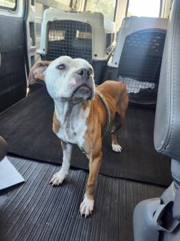 Bonnie -  Terrier Dog for Adoption in Muskegon, Michigan - Bonnie | PetCurious