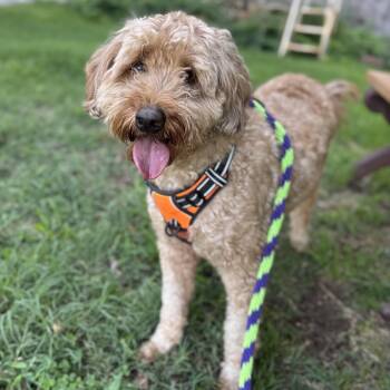 Goku -  Goldendoodle Dog for Adoption in Philadelphia, Pennsylvania - Goku | PetCurious