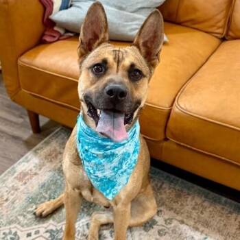 Pauly D the Good Time Guaranteed Cutie -  German Shepherd Dog Dog for Adoption in Friendswood, Texas - Pauly D The Good Time Guaranteed Cutie | PetCurious