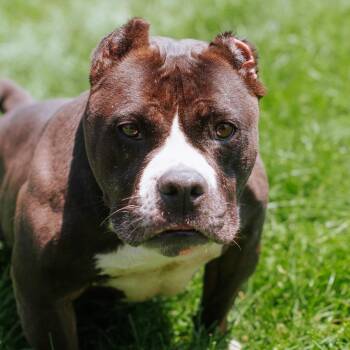 Coco Puff -  English Bulldog Dog for Adoption in Northbrook, Illinois - Coco Puff | PetCurious