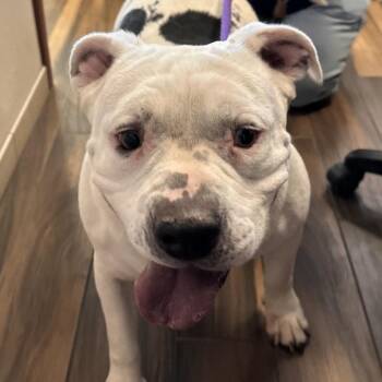 Liberty -  Pit Bull Terrier Dog for Adoption in Reno, Nevada - Liberty | PetCurious