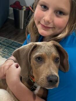 Louis Sullivan -  Basset Hound and Pit Bull Terrier Dog for Adoption in Friendswood, Texas - Louis Sullivan | PetCurious