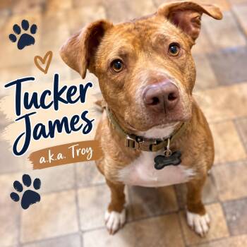 Tucker James (a.k.a. Troy) -  American Bully Dog for Adoption in Farmington, Missouri - Tucker James (a.k.a. Troy) | PetCurious