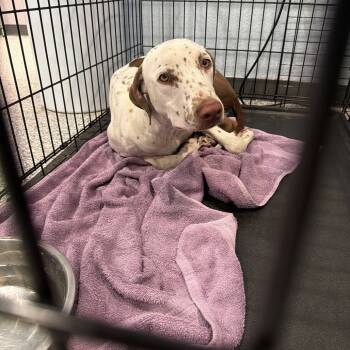 Rescue Dalmatian and Mixed Breed Dogs for Adoption in Port Charlotte, Florida - Eren | PetCurious