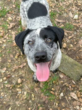 Rescue Mixed Breed Dogs for Adoption in Jackson, Mississippi - BB | PetCurious